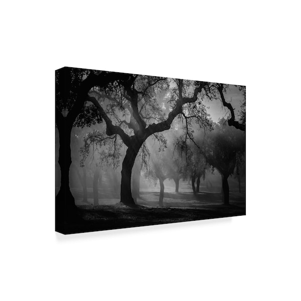 Fernando Jorge Gonï¿½alves 'Enchanted Forest Trees' Canvas Art,12x19